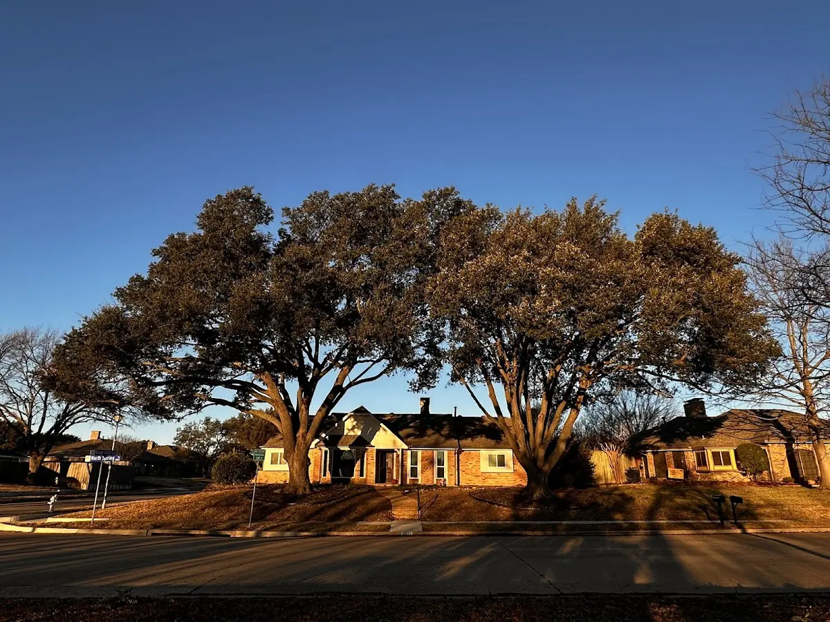 Established residential canopy tree shading a home in Upper Black Eddy